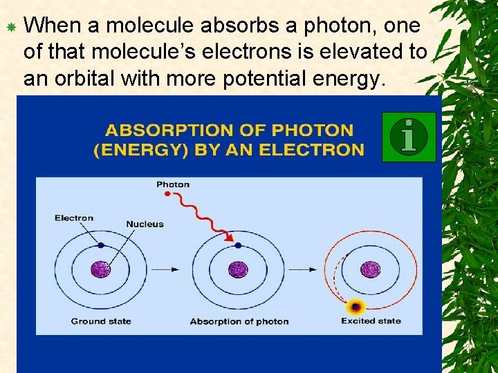  When a molecule absorbs a photon, one of that molecule’s electrons is elevated