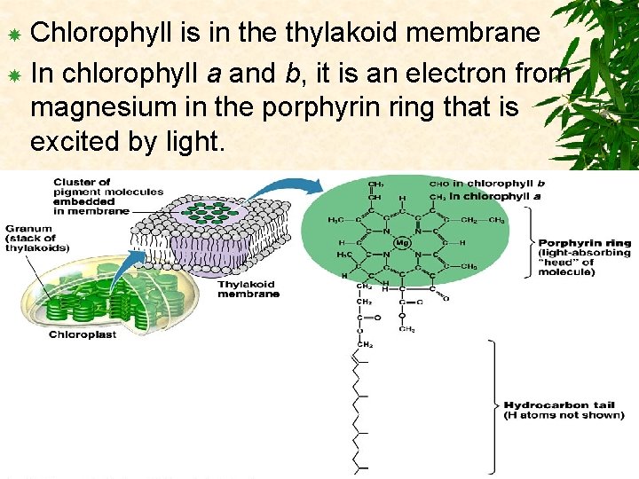 Chlorophyll is in the thylakoid membrane In chlorophyll a and b, it is an