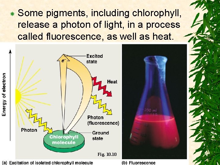  Some pigments, including chlorophyll, release a photon of light, in a process called