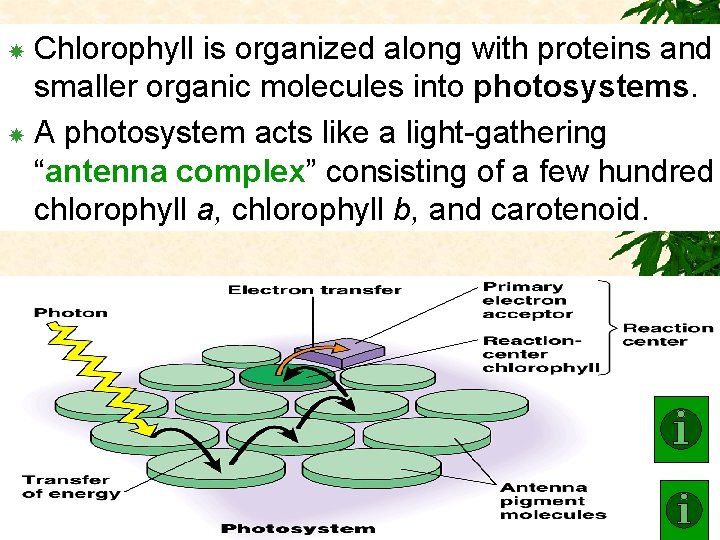 Chlorophyll is organized along with proteins and smaller organic molecules into photosystems. A photosystem