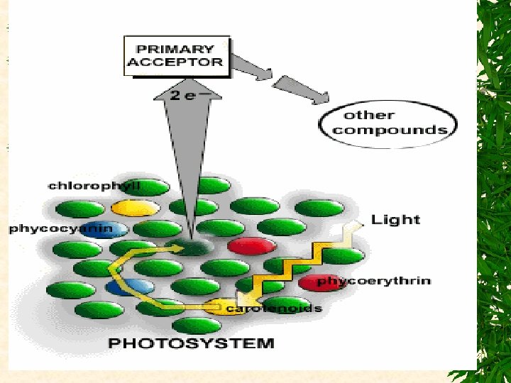 There are two types of photosystems. Photosystem I has a reaction center chlorophyll, the