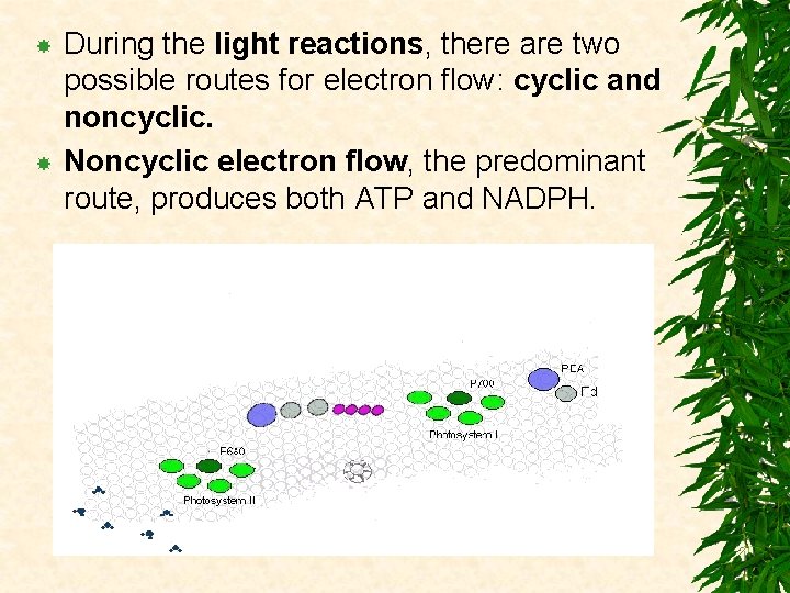  During the light reactions, there are two possible routes for electron flow: cyclic