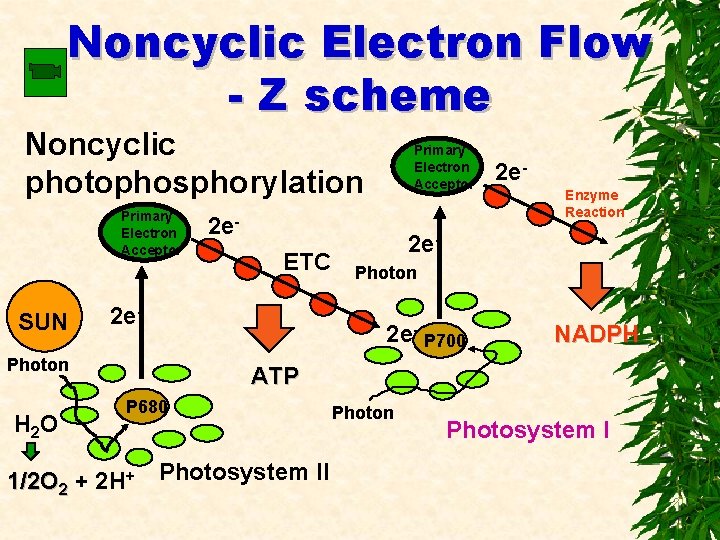 Noncyclic Electron Flow - Z scheme Noncyclic photophosphorylation Primary Electron Acceptor SUN H 2