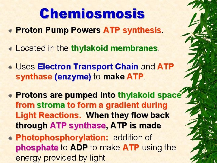 Chemiosmosis Proton Pump Powers ATP synthesis Located in the thylakoid membranes Uses Electron Transport