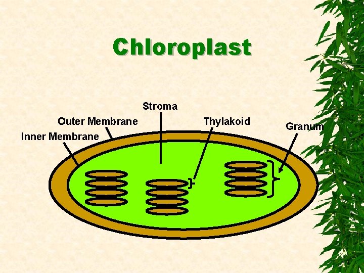 Chloroplast Stroma Outer Membrane Inner Membrane Thylakoid Granum 