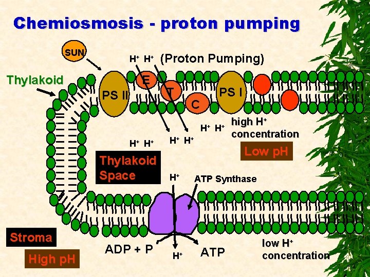Chemiosmosis - proton pumping SUN H+ H + Thylakoid E PS II (Proton Pumping)