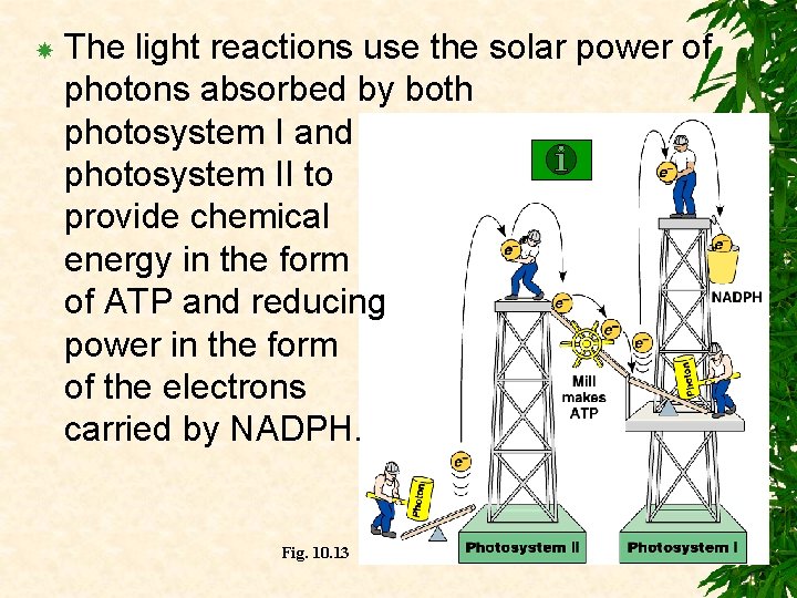  The light reactions use the solar power of photons absorbed by both photosystem