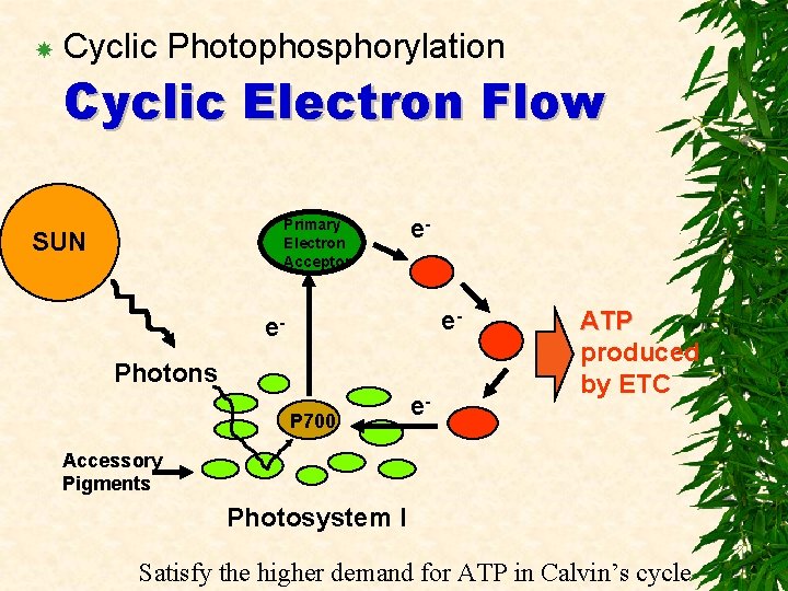  Cyclic Photophosphorylation Cyclic Electron Flow Primary Electron Acceptor SUN ee- e. Photons P