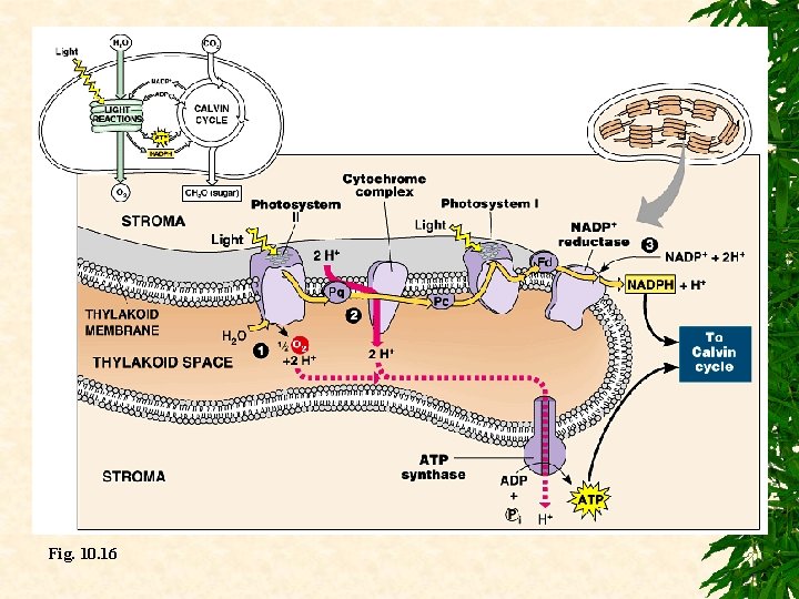 Fig. 10. 16 