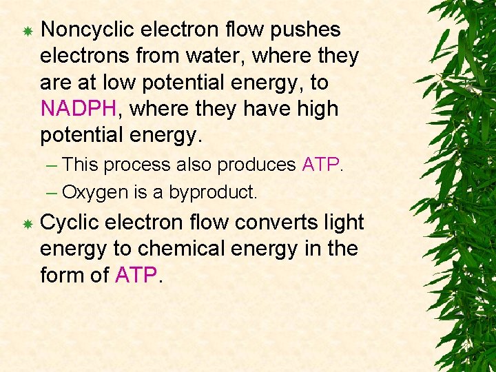  Noncyclic electron flow pushes electrons from water, where they are at low potential