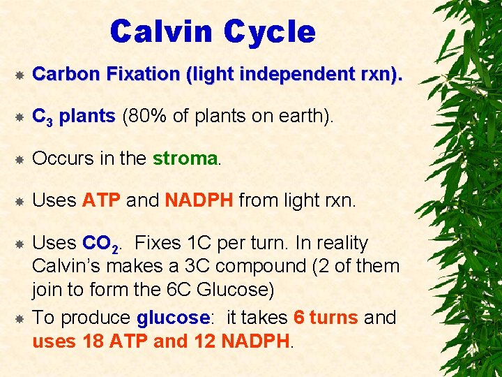 Calvin Cycle Carbon Fixation (light independent rxn). C 3 plants (80% of plants on