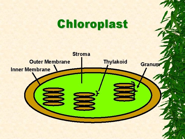 Chloroplast Stroma Outer Membrane Inner Membrane Thylakoid Granum 