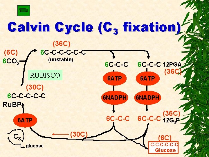 Calvin Cycle (C 3 fixation) (36 C) 6 C-C-C-C (6 C) 6 CO 2