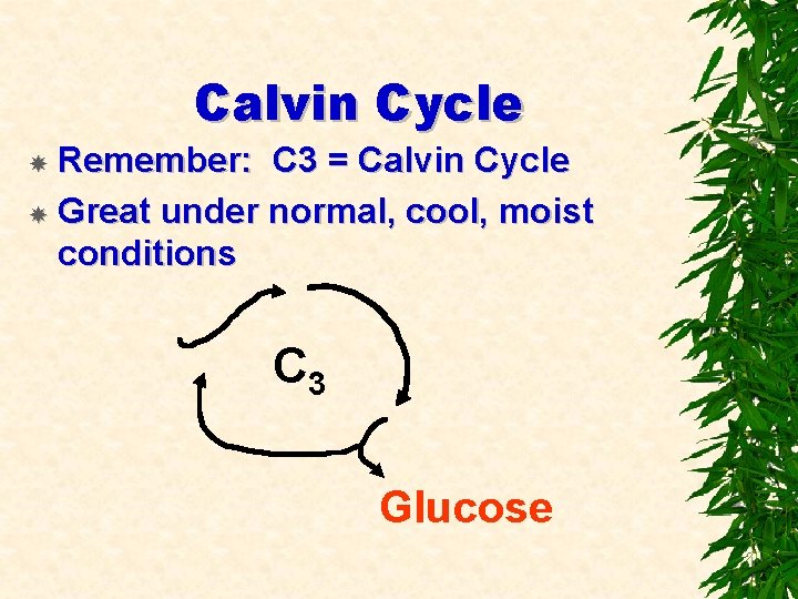 Calvin Cycle Remember: C 3 = Calvin Cycle Great under normal, cool, moist conditions