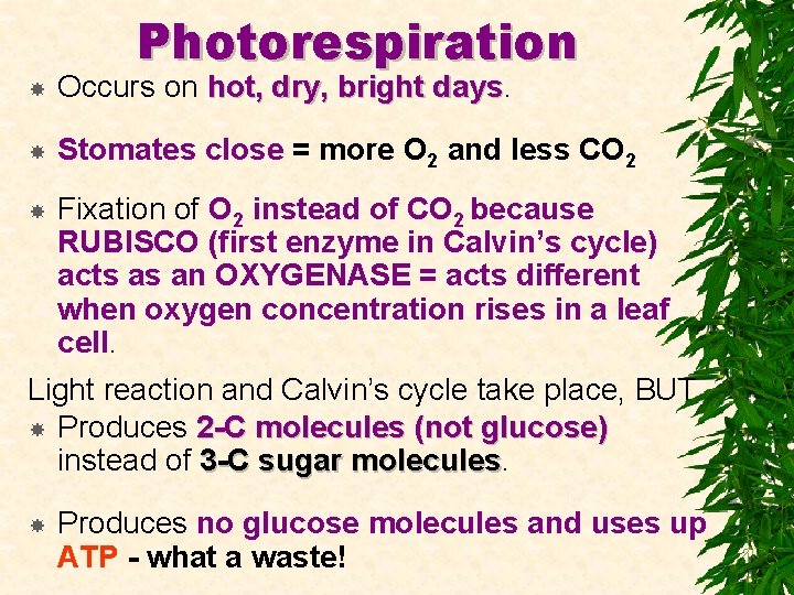 Photorespiration Occurs on hot, dry, bright days Stomates close = more O 2 and