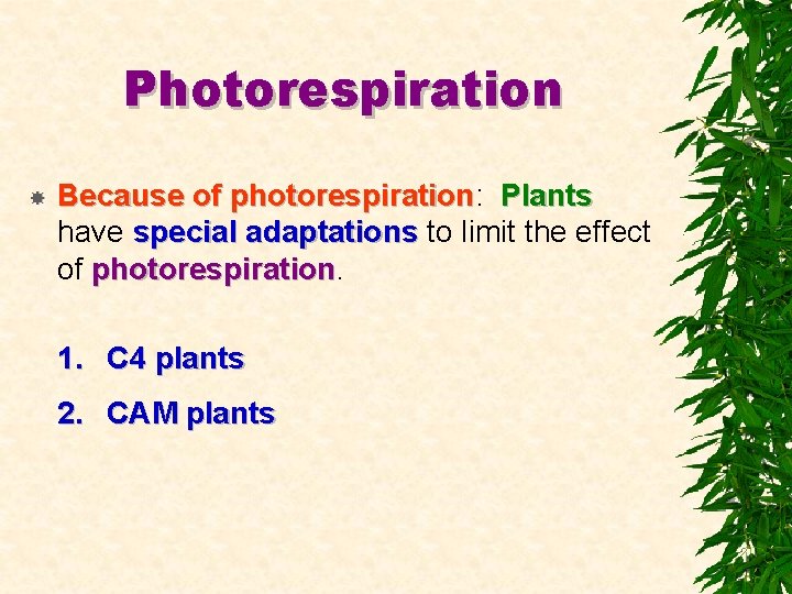 Photorespiration Because of photorespiration: photorespiration Plants have special adaptations to limit the effect of