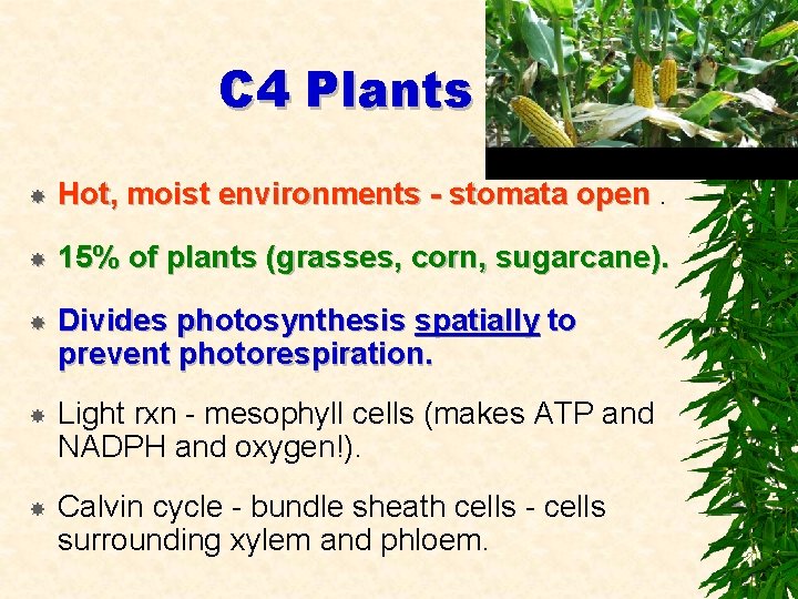 C 4 Plants Hot, moist environments - stomata open. 15% of plants (grasses, corn,