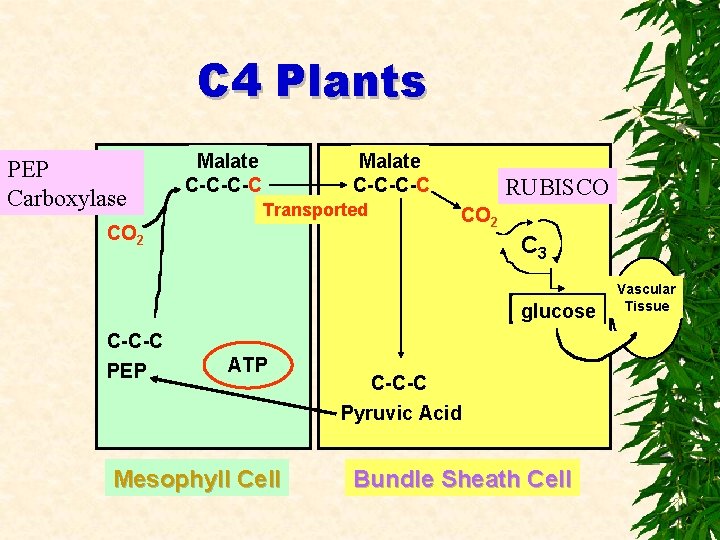 C 4 Plants PEP Carboxylase Malate C-C-C-C Transported CO 2 RUBISCO CO 2 C