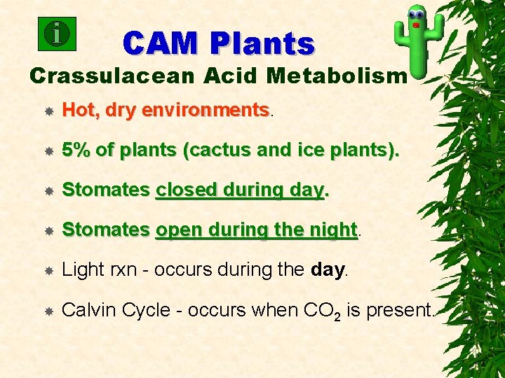 CAM Plants Crassulacean Acid Metabolism Hot, dry environments 5% of plants (cactus and ice