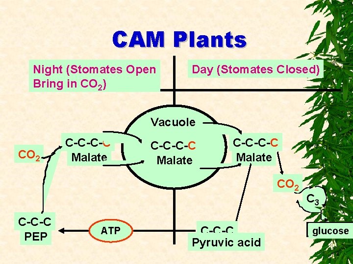 CAM Plants Night (Stomates Open Bring in CO 2) Day (Stomates Closed) Vacuole CO