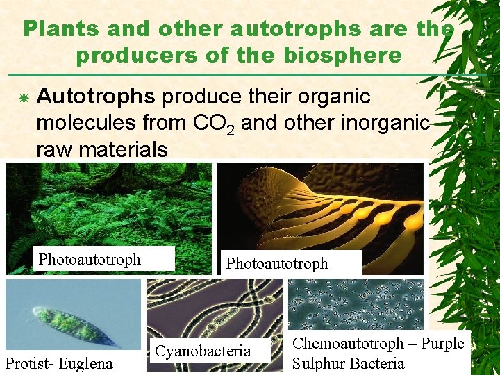 Plants and other autotrophs are the producers of the biosphere Autotrophs produce their organic