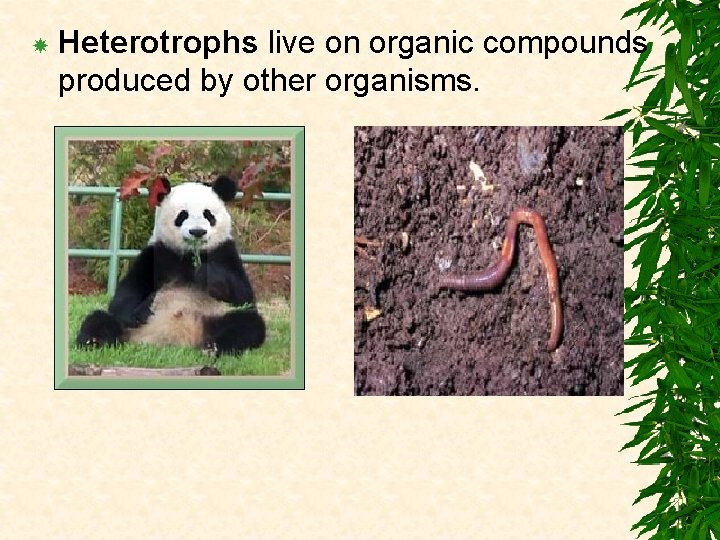  Heterotrophs live on organic compounds produced by other organisms. 