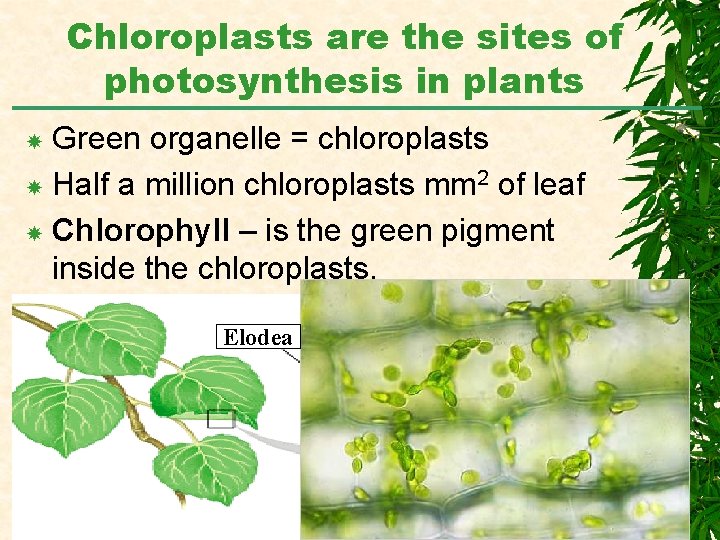 Chloroplasts are the sites of photosynthesis in plants Green organelle = chloroplasts Half a