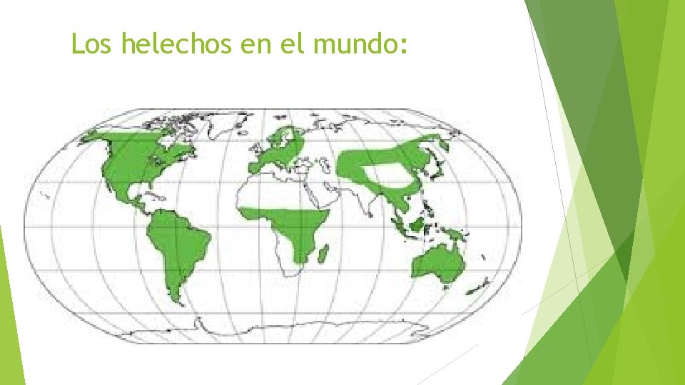 Los helechos en el mundo: I 
