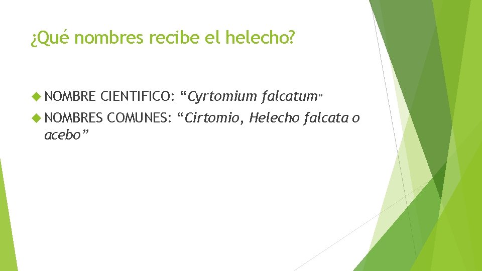 ¿Qué nombres recibe el helecho? NOMBRE CIENTIFICO: “Cyrtomium falcatum” NOMBRES acebo” COMUNES: “Cirtomio, Helecho