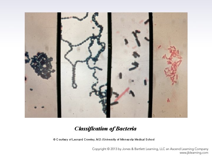 Classification of Bacteria © Courtesy of Leonard Crowley, M. D. /University of Minnesota Medical