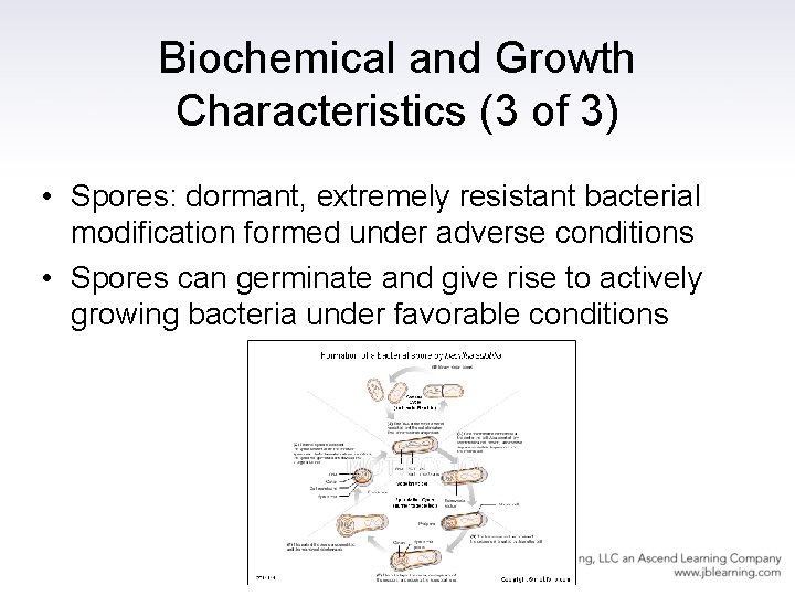 Biochemical and Growth Characteristics (3 of 3) • Spores: dormant, extremely resistant bacterial modification