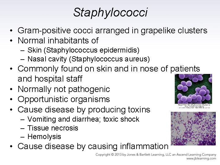 Staphylococci • Gram-positive cocci arranged in grapelike clusters • Normal inhabitants of – Skin