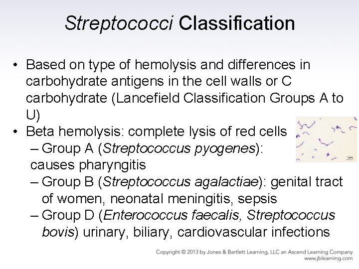 Streptococci Classification • Based on type of hemolysis and differences in carbohydrate antigens in