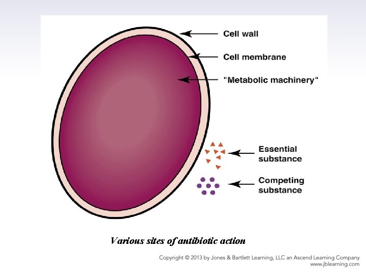 Various sites of antibiotic action 