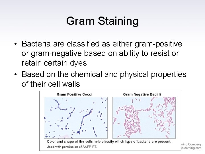 Gram Staining • Bacteria are classified as either gram-positive or gram-negative based on ability