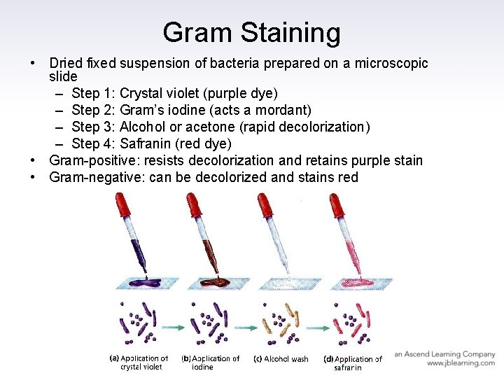 Gram Staining • Dried fixed suspension of bacteria prepared on a microscopic slide –