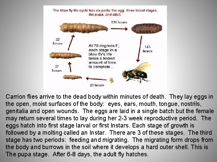 Carrion flies arrive to the dead body within minutes of death. They lay eggs