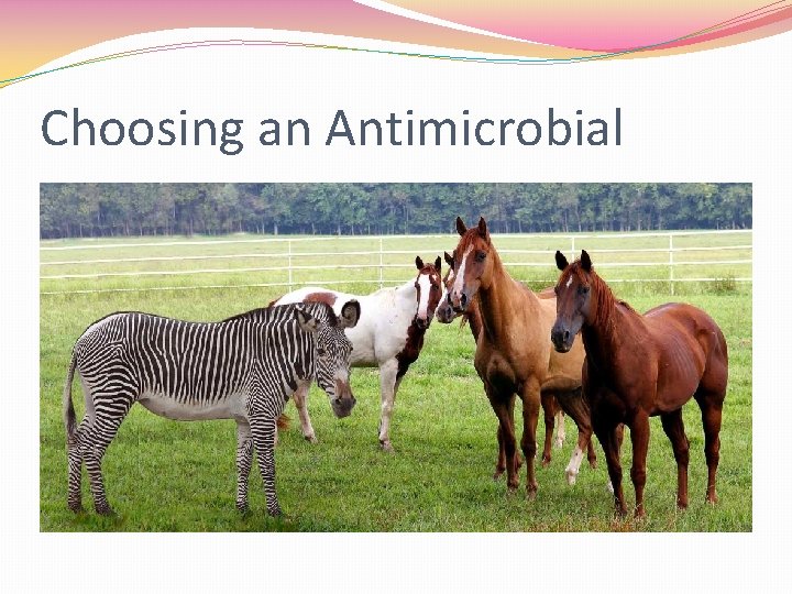 Choosing an Antimicrobial 