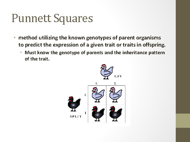 Punnett Squares • method utilizing the known genotypes of parent organisms to predict the