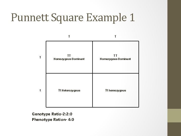 Punnett Square Example 1 T T t T TT TT Homozygous Dominant Tt Heterozygous