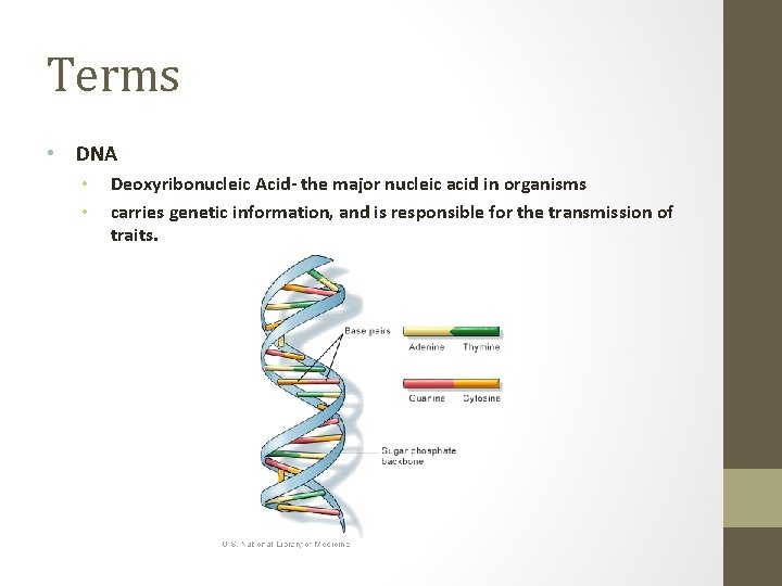 Terms • DNA • • Deoxyribonucleic Acid- the major nucleic acid in organisms carries