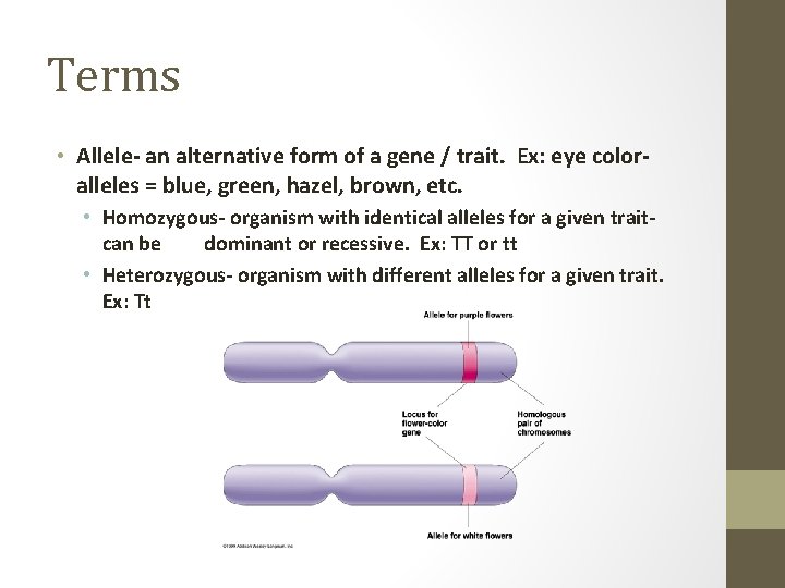 Terms • Allele- an alternative form of a gene / trait. Ex: eye coloralleles