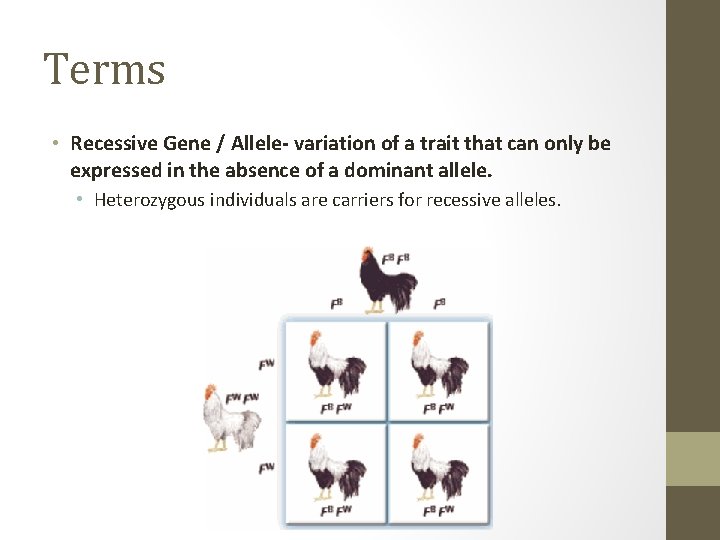 Terms • Recessive Gene / Allele- variation of a trait that can only be