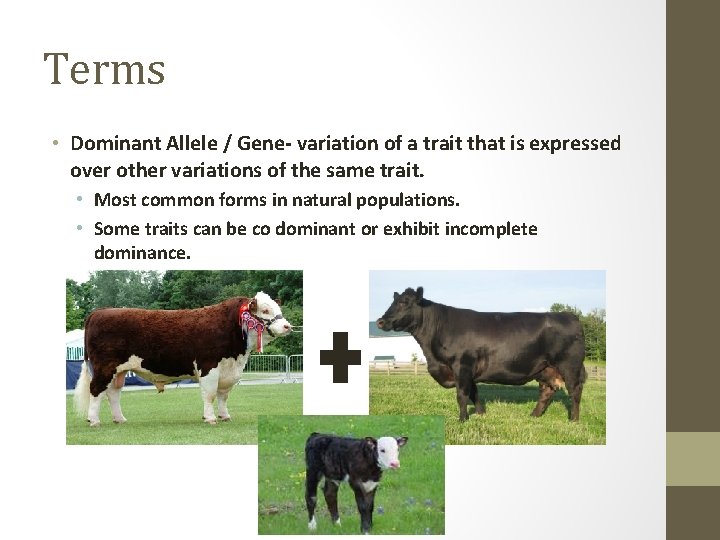 Terms • Dominant Allele / Gene- variation of a trait that is expressed over