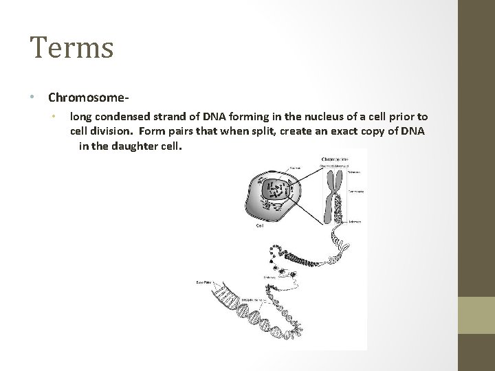 Terms • Chromosome • long condensed strand of DNA forming in the nucleus of