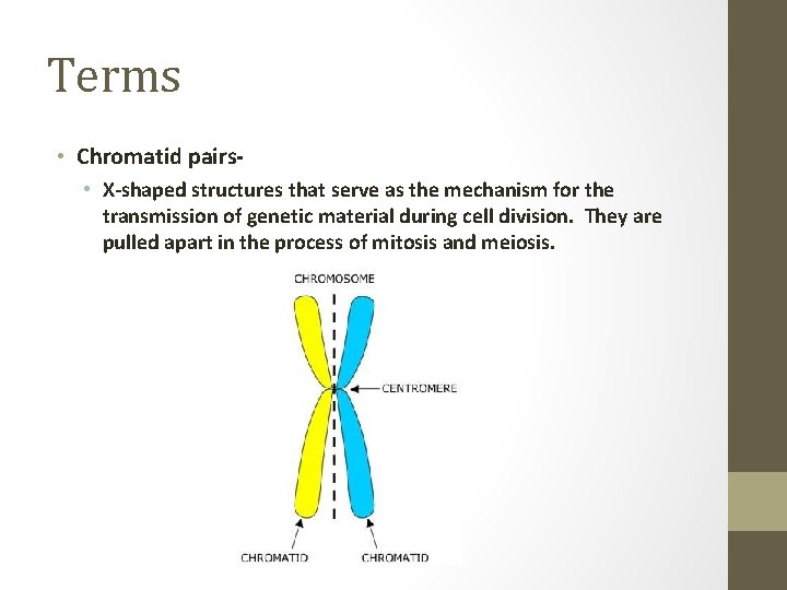 Terms • Chromatid pairs • X-shaped structures that serve as the mechanism for the
