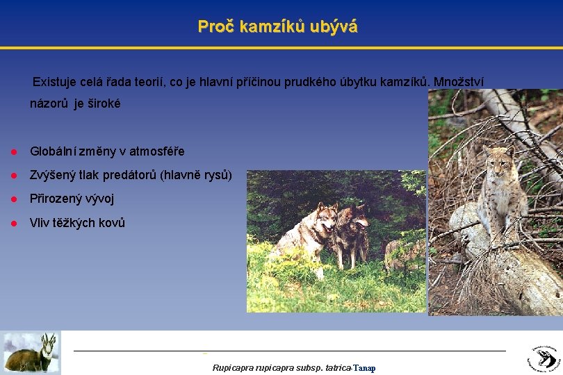 Proč kamzíků ubývá Existuje celá řada teorií, co je hlavní příčinou prudkého úbytku kamzíků.