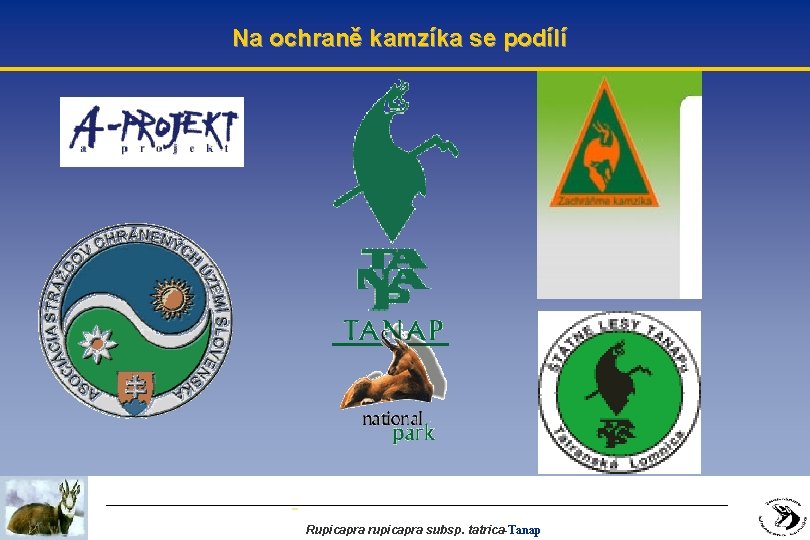 Na ochraně kamzíka se podílí Rupicapra rupicapra subsp. tatrica-Tanap 