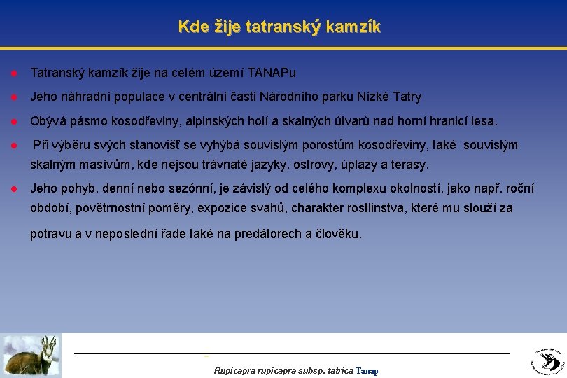 Kde žije tatranský kamzík l Tatranský kamzík žije na celém území TANAPu l Jeho