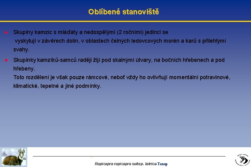 Oblíbené stanoviště l Skupiny kamzic s mláďaty a nedospělými (2 ročními) jedinci se vyskytují